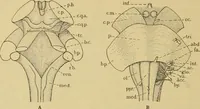 An illustration from Sthohr's histology : arranged upon an embroyological basis (1906)