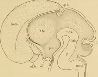 An illustration from Sthohr's histology : arranged upon an embroyological basis (1906)
