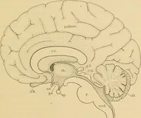 An illustration from Sthohr's histology : arranged upon an embroyological basis (1906)