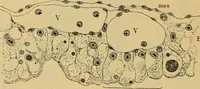 An illustration from Sthohr's histology : arranged upon an embroyological basis (1906)