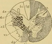 An illustration from Sthohr's histology : arranged upon an embroyological basis (1906)