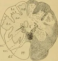 An illustration from Sthohr's histology : arranged upon an embroyological basis (1906)