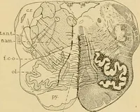 An illustration from Sthohr's histology : arranged upon an embroyological basis (1906)