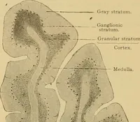 An illustration from Sthohr's histology : arranged upon an embroyological basis (1906)