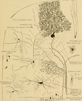 An illustration from Sthohr's histology : arranged upon an embroyological basis (1906)