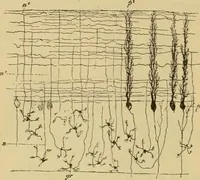 An illustration from Sthohr's histology : arranged upon an embroyological basis (1906)