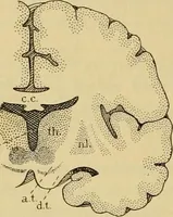 An illustration from Sthohr's histology : arranged upon an embroyological basis (1906)