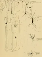 An illustration from Sthohr's histology : arranged upon an embroyological basis (1906)