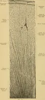 An illustration from Sthohr's histology : arranged upon an embroyological basis (1906)