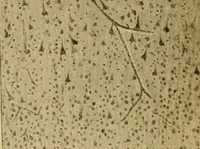 An illustration from Sthohr's histology : arranged upon an embroyological basis (1906)
