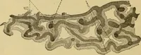 An illustration from Sthohr's histology : arranged upon an embroyological basis (1906)