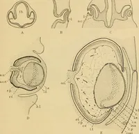 An illustration from Sthohr's histology : arranged upon an embroyological basis (1906)