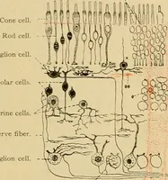 An illustration from Sthohr's histology : arranged upon an embroyological basis (1906)
