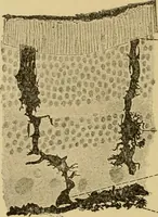 An illustration from Sthohr's histology : arranged upon an embroyological basis (1906)