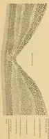 An illustration from Sthohr's histology : arranged upon an embroyological basis (1906)