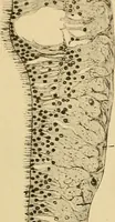 An illustration from Sthohr's histology : arranged upon an embroyological basis (1906)