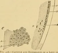 Picture 267 of 289 from Sthohr's histology : arranged upon an embroyological basis (1906), leaf 376