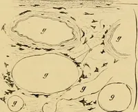 An illustration from Sthohr's histology : arranged upon an embroyological basis (1906)