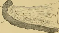 An illustration from Sthohr's histology : arranged upon an embroyological basis (1906)