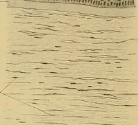 An illustration from Sthohr's histology : arranged upon an embroyological basis (1906)