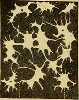An illustration from Sthohr's histology : arranged upon an embroyological basis (1906)