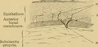 An illustration from Sthohr's histology : arranged upon an embroyological basis (1906)