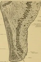 An illustration from Sthohr's histology : arranged upon an embroyological basis (1906)