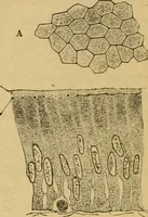 An illustration from Sthohr's histology : arranged upon an embroyological basis (1906)