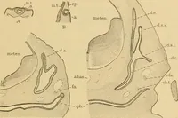 An illustration from Sthohr's histology : arranged upon an embroyological basis (1906)