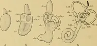 An illustration from Sthohr's histology : arranged upon an embroyological basis (1906)