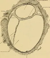 An illustration from Sthohr's histology : arranged upon an embroyological basis (1906)