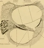 An illustration from Sthohr's histology : arranged upon an embroyological basis (1906)