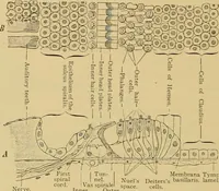 An illustration from Sthohr's histology : arranged upon an embroyological basis (1906)