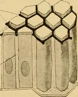 An illustration from Sthohr's histology : arranged upon an embroyological basis (1906)