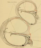 An illustration from Sthohr's histology : arranged upon an embroyological basis (1906)