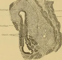 An illustration from Sthohr's histology : arranged upon an embroyological basis (1906)