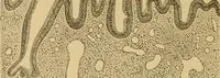 An illustration from Sthohr's histology : arranged upon an embroyological basis (1906)