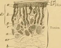 An illustration from Sthohr's histology : arranged upon an embroyological basis (1906)