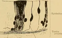 An illustration from Sthohr's histology : arranged upon an embroyological basis (1906)