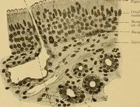 An illustration from Sthohr's histology : arranged upon an embroyological basis (1906)