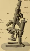 An illustration from Sthohr's histology : arranged upon an embroyological basis (1906)