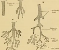 Picture 11 of 289 from Sthohr's histology : arranged upon an embroyological basis (1906), leaf 46