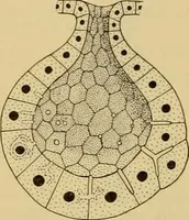 An illustration from Sthohr's histology : arranged upon an embroyological basis (1906)