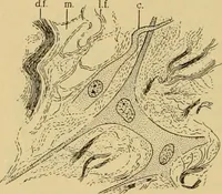 An illustration from Sthohr's histology : arranged upon an embroyological basis (1906)