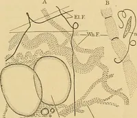 An illustration from Sthohr's histology : arranged upon an embroyological basis (1906)