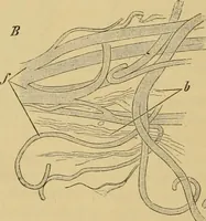 An illustration from Sthohr's histology : arranged upon an embroyological basis (1906)