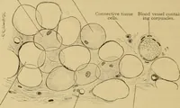 An illustration from Sthohr's histology : arranged upon an embroyological basis (1906)