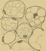 An illustration from Sthohr's histology : arranged upon an embroyological basis (1906)