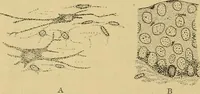 An illustration from Sthohr's histology : arranged upon an embroyological basis (1906)