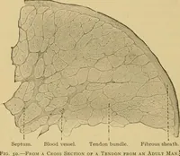 Picture 20 of 289 from Sthohr's histology : arranged upon an embroyological basis (1906), leaf 59